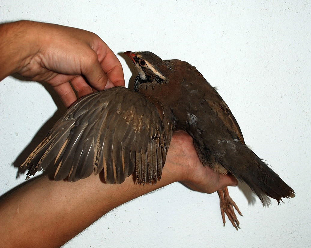 Plumas de perdigón